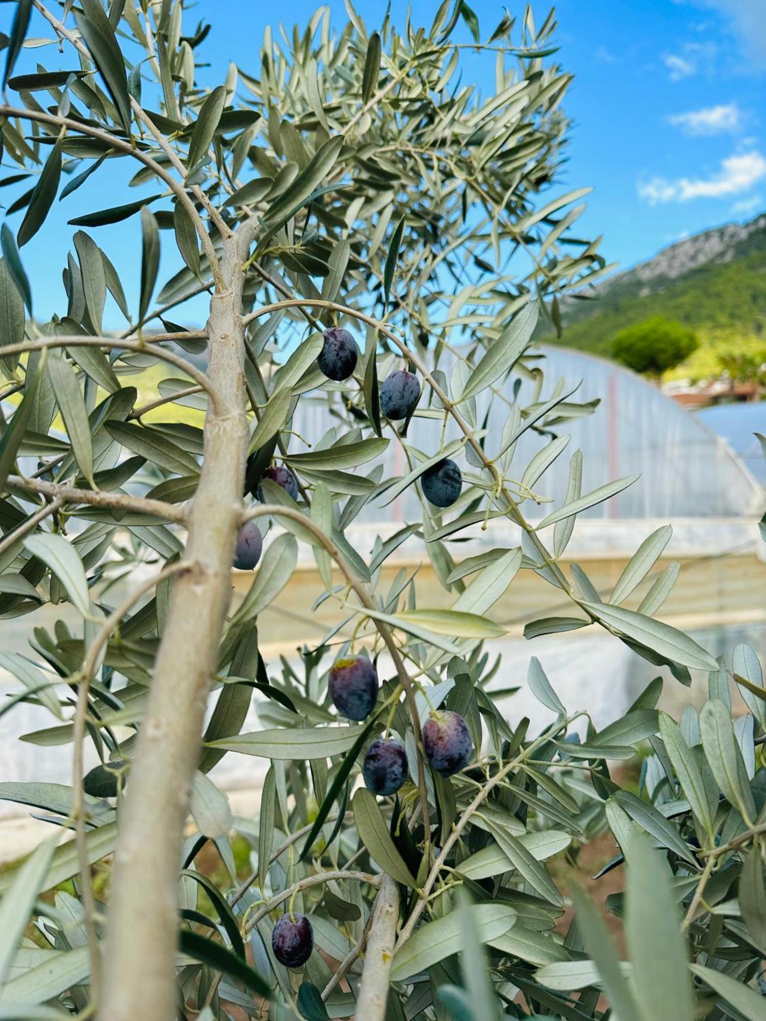 Kumluca Gelidonya Pansiyon מראה חיצוני תמונה
