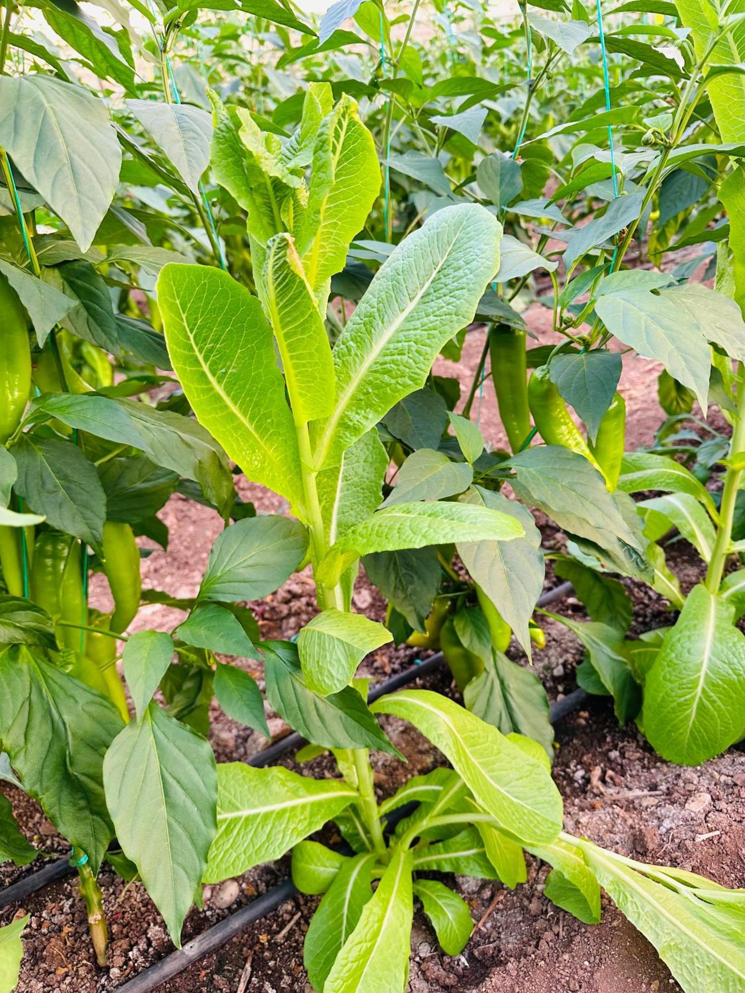 Kumluca Gelidonya Pansiyon מראה חיצוני תמונה