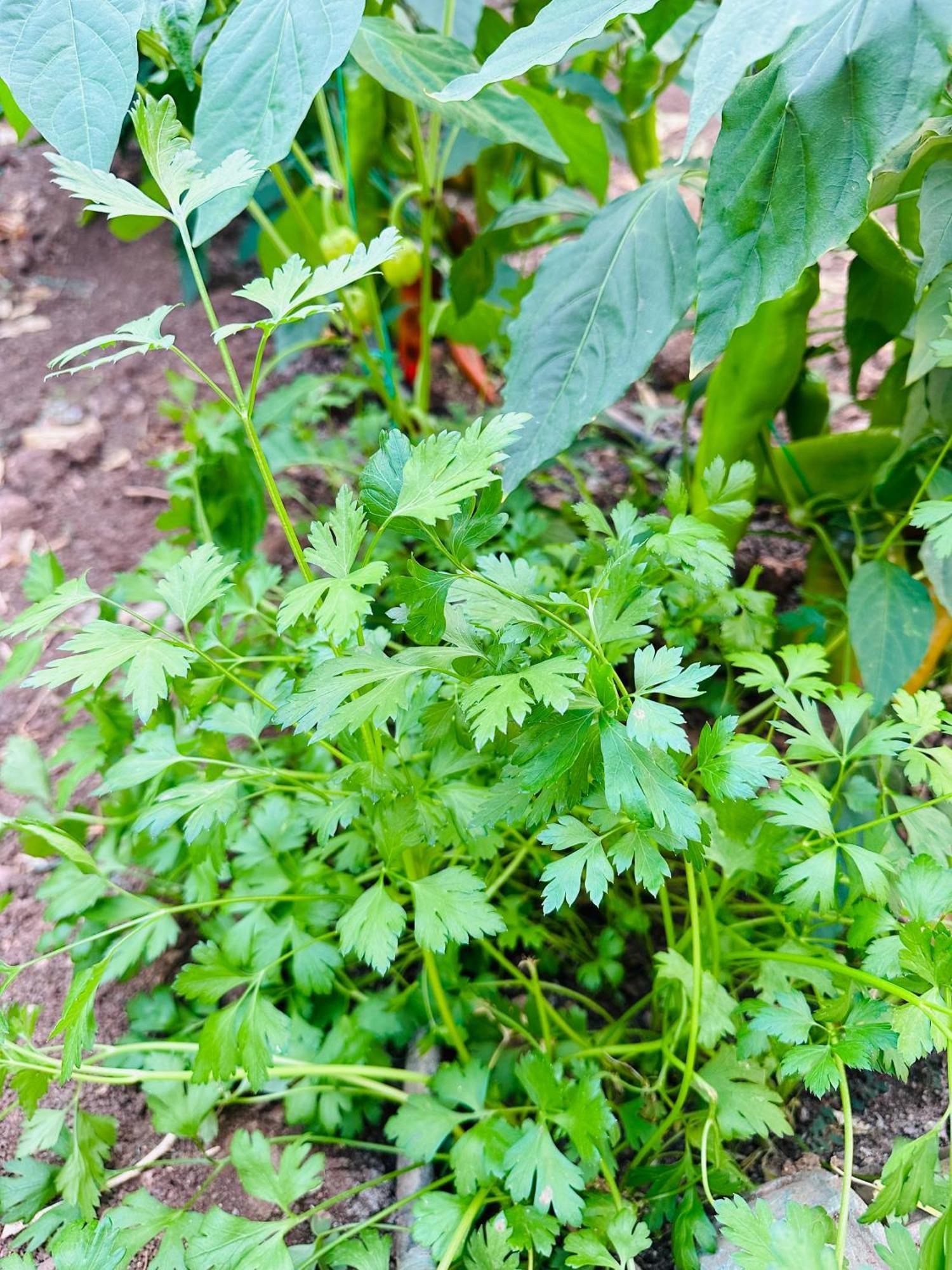 Kumluca Gelidonya Pansiyon מראה חיצוני תמונה