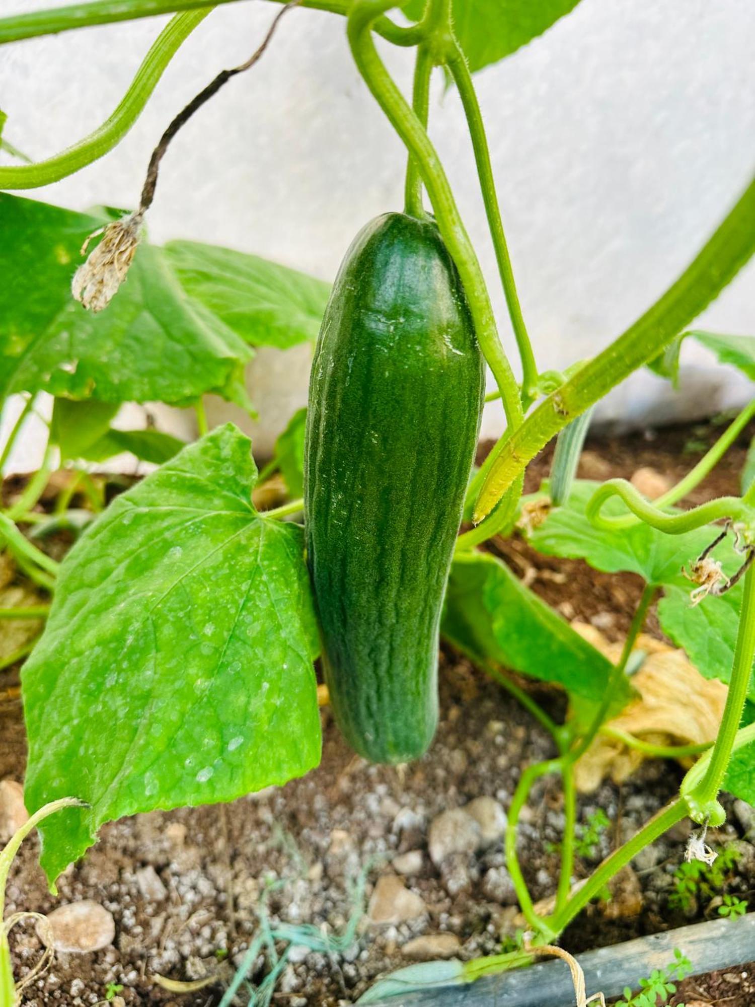 Kumluca Gelidonya Pansiyon מראה חיצוני תמונה