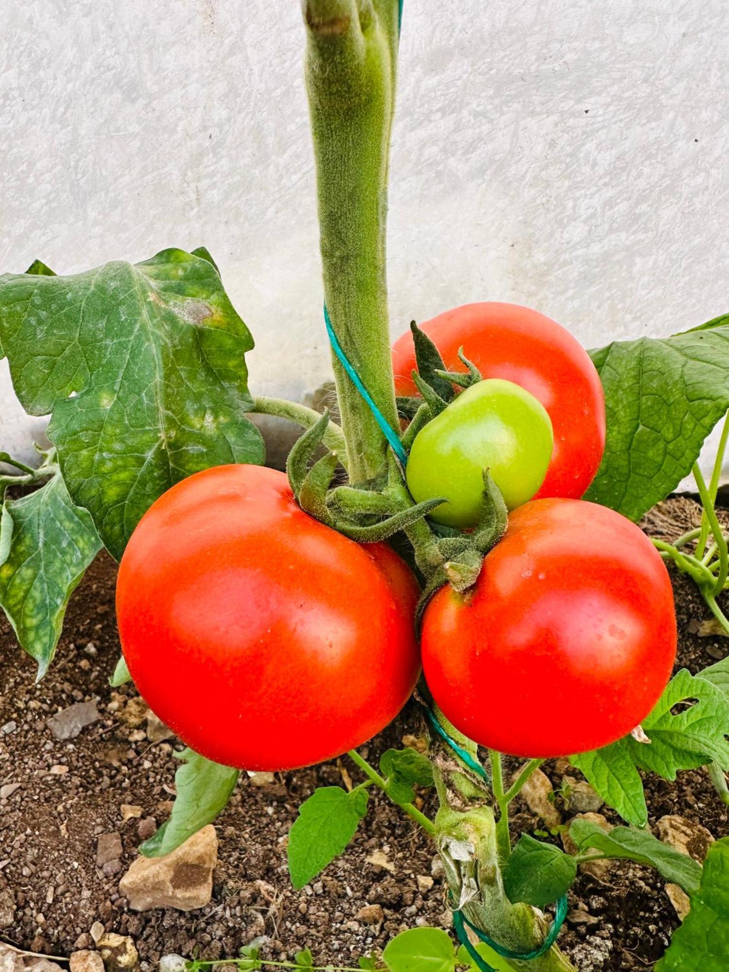 Kumluca Gelidonya Pansiyon מראה חיצוני תמונה