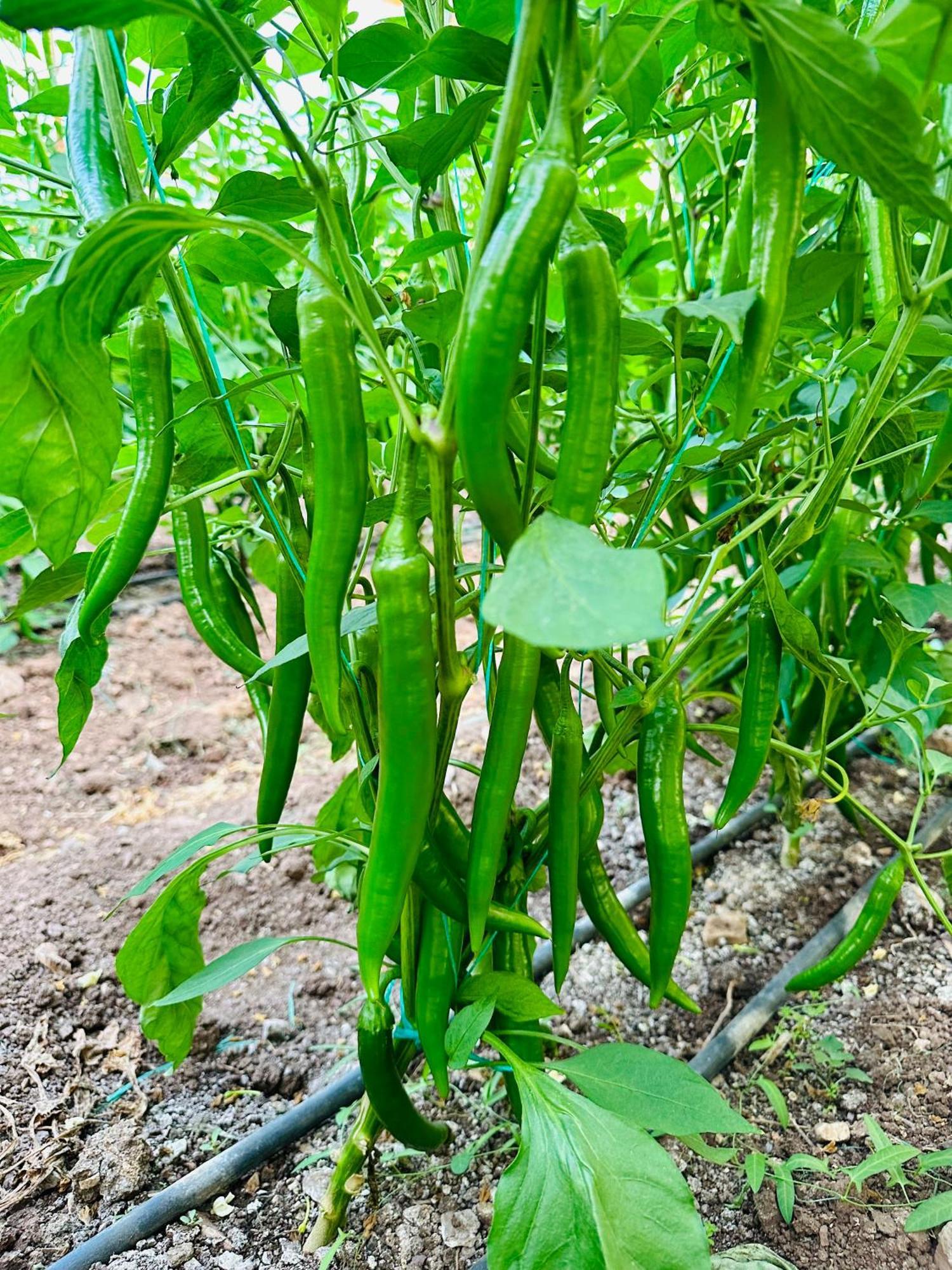 Kumluca Gelidonya Pansiyon מראה חיצוני תמונה