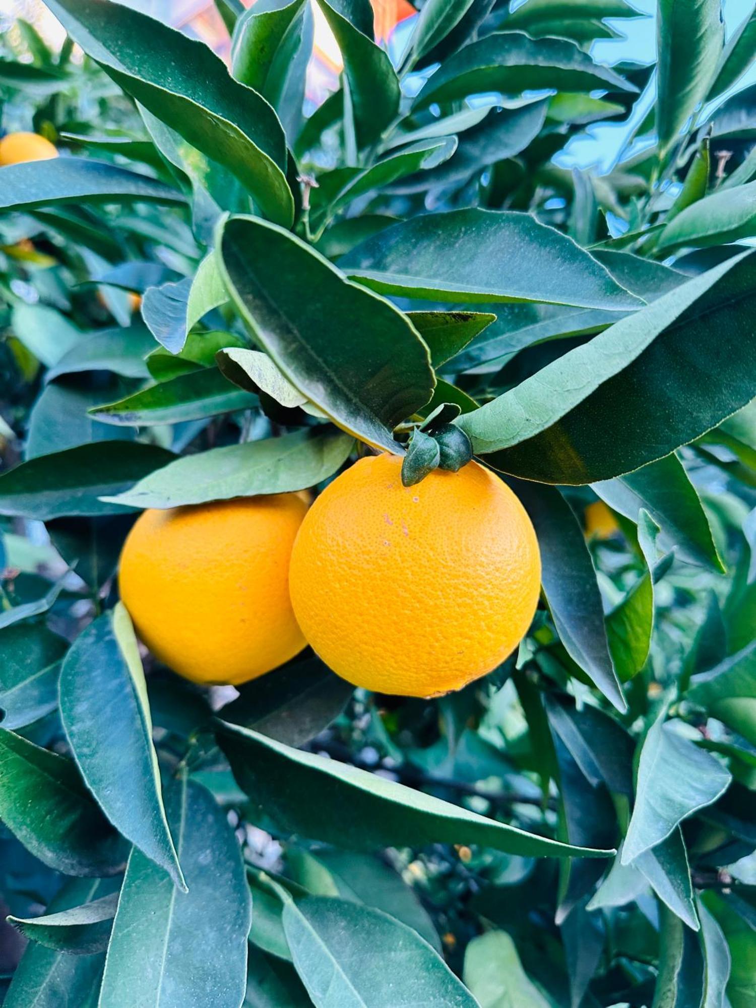 Kumluca Gelidonya Pansiyon מראה חיצוני תמונה