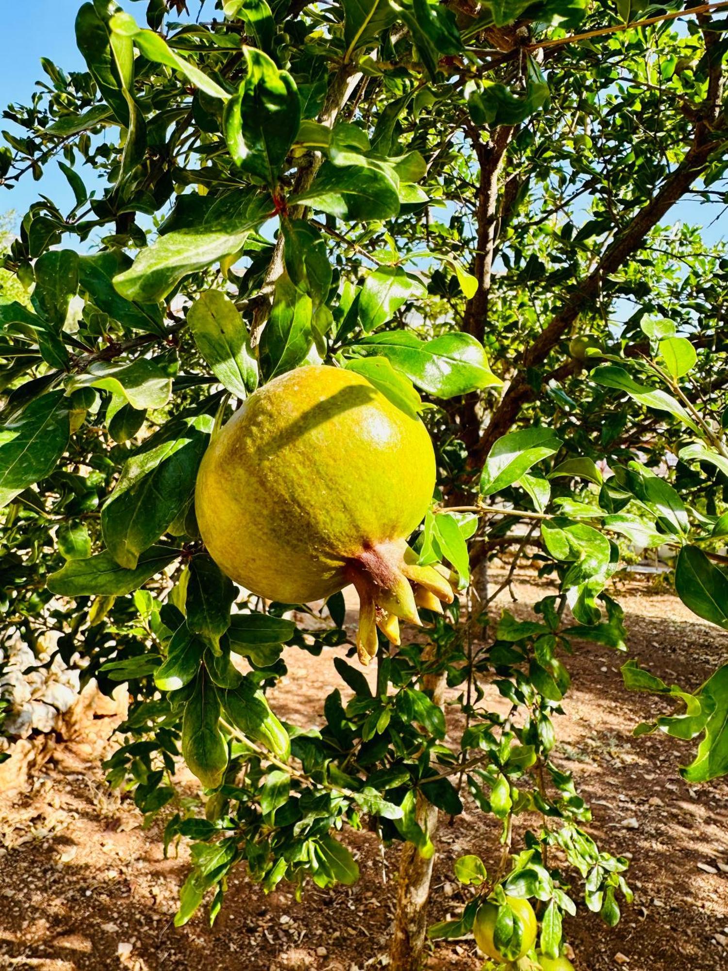 Kumluca Gelidonya Pansiyon מראה חיצוני תמונה