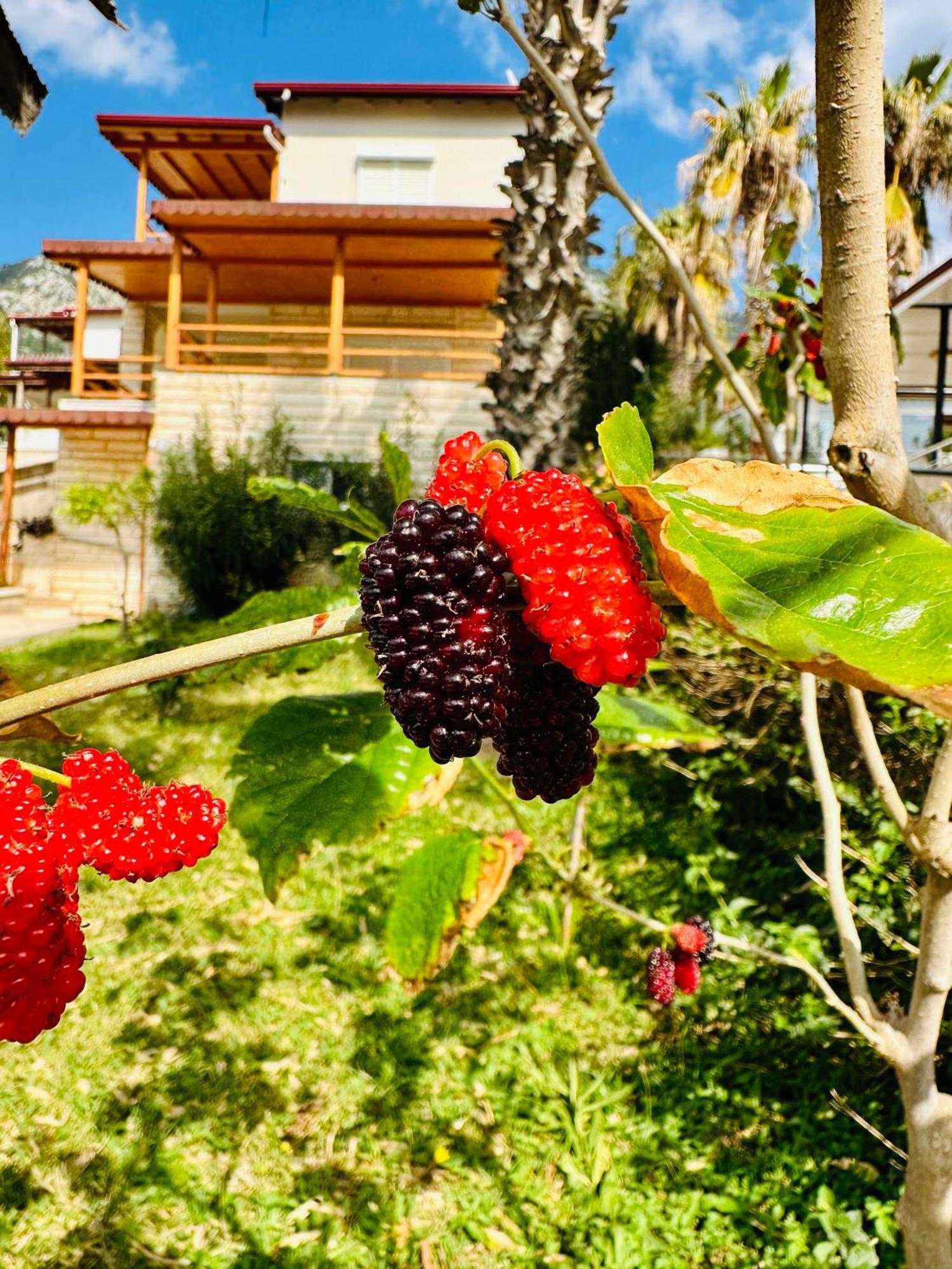 Kumluca Gelidonya Pansiyon מראה חיצוני תמונה